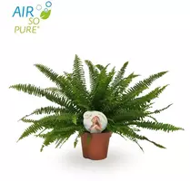 Air So Pure Nephrolepis green lady (Krulvaren) 45 cm - afbeelding 2
