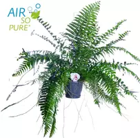 Air So Pure Nephrolepis macho (Krulvaren) 100 cm - afbeelding 3