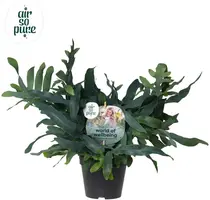 Air So Pure Phlebodium blue star (Blauwvaren) 45 cm - afbeelding 1