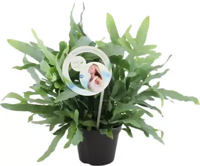 Air So Pure Phlebodium blue star (Blauwvaren) 45 cm - afbeelding 1