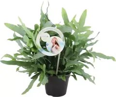 Air So Pure Phlebodium blue star (Blauwvaren) 45 cm kopen?