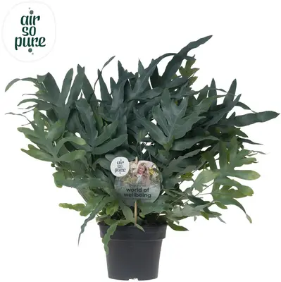 Air So Pure Phlebodium blue star (Blauwvaren) 50 cm - afbeelding 1