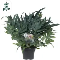 Air So Pure Phlebodium blue star (Blauwvaren) 50 cm - afbeelding 1
