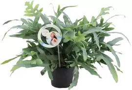 Air So Pure Phlebodium blue star (Blauwvaren) 50 cm kopen?