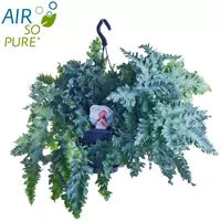 Air So Pure Phlebodium davana (Blauwvaren, Zinkvaren) 40cm - afbeelding 2