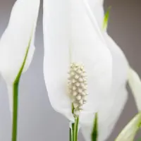 Air so Pure Spathiphyllum bellini (Lepelplant, Vaantjesplant) 40cm - afbeelding 2