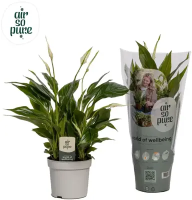 Air so Pure Spathiphyllum bellini (Lepelplant, Vaantjesplant) 40cm - afbeelding 1