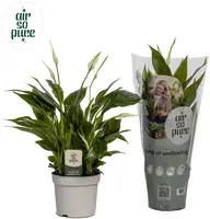 Air so Pure Spathiphyllum bellini (Lepelplant, Vaantjesplant) 40cm kopen?