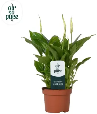 Air so Pure Spathiphyllum 'Chopin' (Lepelplant) 30cm - afbeelding 1