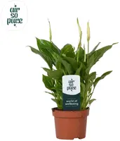 Air so Pure Spathiphyllum 'Chopin' (Lepelplant) 30cm - afbeelding 1