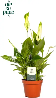 Air so Pure Spathiphyllum 'Chopin' (Lepelplant) 30cm - afbeelding 1