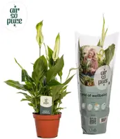 Air so Pure Spathiphyllum 'Chopin' (Lepelplant) 30cm - afbeelding 2
