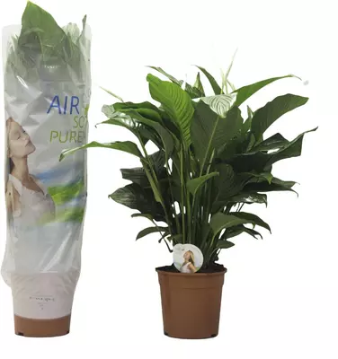 Air So Pure Spathiphyllum 'lauretta' (Lepelplant, Vaantjesplant) 80cm - afbeelding 1