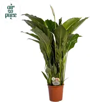 Air So Pure Spathiphyllum 'Sebastiano' (Lepelplant, Vaantjesplant) 140 cm - afbeelding 1