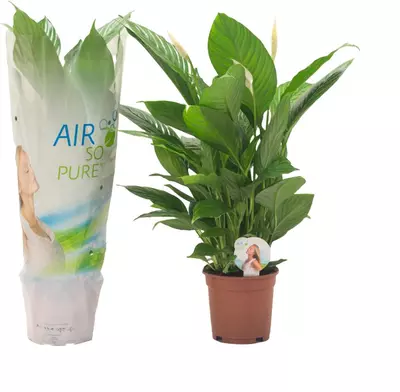 Air So Pure Spathiphyllum 'Vivaldi' (Lepelplant, Vaantjesplant) 75cm - afbeelding 1