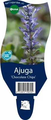 Ajuga 'Chocolate Chips' (Kruipend zenegroen) - afbeelding 1