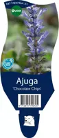 Ajuga 'Chocolate Chips' (Kruipend zenegroen) - afbeelding 1