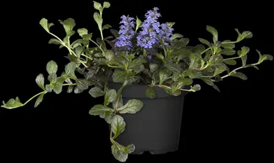 Ajuga reptans 'Atropurpurea' (Kruipend zenegroen) - afbeelding 6