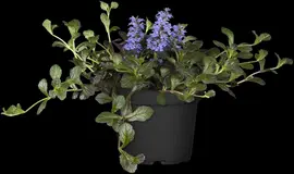 Ajuga reptans 'Atropurpurea' (Kruipend zenegroen) - afbeelding 6