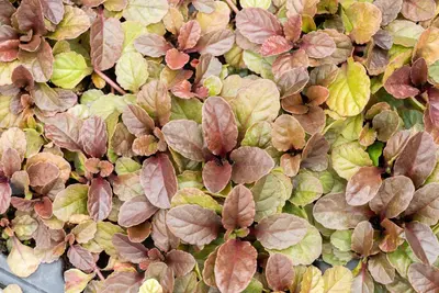 Ajuga reptans 'Atropurpurea' (Kruipend zenegroen) - afbeelding 7