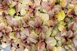 Ajuga reptans 'Atropurpurea' (Kruipend zenegroen) - afbeelding 7