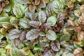 Ajuga reptans 'Atropurpurea' (Kruipend zenegroen) - afbeelding 9