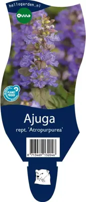 Ajuga reptans 'Atropurpurea' (Kruipend zenegroen) - afbeelding 1