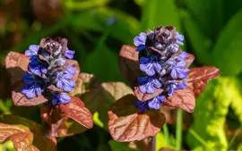 Ajuga reptans 'Atropurpurea' (Kruipend zenegroen) - afbeelding 2