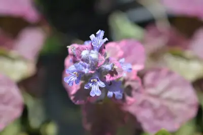 Ajuga reptans 'Atropurpurea' (Kruipend zenegroen) - afbeelding 3