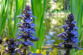 Ajuga reptans 'Atropurpurea' (Kruipend zenegroen) - afbeelding 4