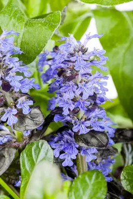 Ajuga reptans 'Atropurpurea' (Kruipend zenegroen) - afbeelding 5
