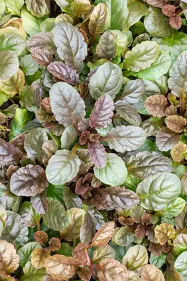 Ajuga reptans 'Atropurpurea' (Kruipend zenegroen) - afbeelding 8