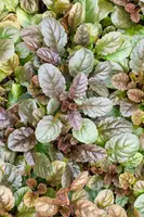 Ajuga reptans 'Atropurpurea' (Kruipend zenegroen) - afbeelding 8