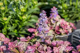 Ajuga Reptans Burgundy Glow (Kruipend zenegroen) - afbeelding 7
