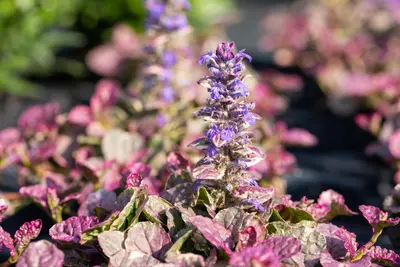 Ajuga Reptans Burgundy Glow (Kruipend zenegroen) - afbeelding 8