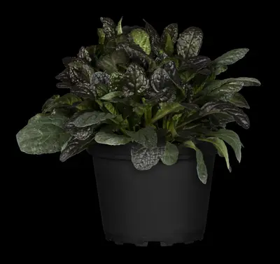 Ajuga Reptans Burgundy Glow (Kruipend zenegroen) - afbeelding 6