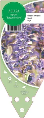 Ajuga Reptans Burgundy Glow (Kruipend zenegroen) - afbeelding 1