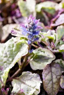 Ajuga Reptans Burgundy Glow (Kruipend zenegroen) - afbeelding 4
