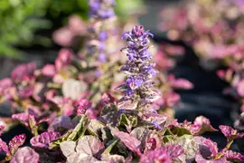 Ajuga reptans 'Burgundy Glow' (Zenegroen 'Burgundy Glow') - afbeelding 5