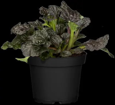 Ajuga reptans 'Burgundy Glow' (Zenegroen 'Burgundy Glow') - afbeelding 2