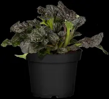 Ajuga reptans 'Burgundy Glow' (Zenegroen 'Burgundy Glow') - afbeelding 2
