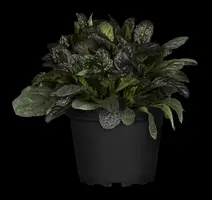Ajuga reptans 'Burgundy Glow' (Zenegroen 'Burgundy Glow') - afbeelding 3