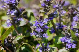 Ajuga reptans 'Catlin's Giant' (Kruipend zenegroen) - afbeelding 4