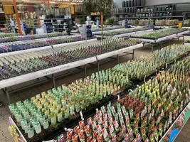 Ajuga reptans 'Catlin's Giant' (Kruipend zenegroen) - afbeelding 2