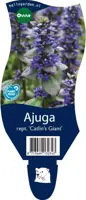 Ajuga reptans 'Catlin's Giant' (Kruipend zenegroen) - afbeelding 1