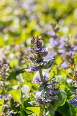 Ajuga reptans 'Catlin's Giant' (Kruipend zenegroen) - afbeelding 2
