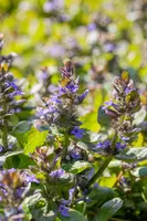 Ajuga reptans 'Catlin's Giant' (Kruipend zenegroen) - afbeelding 3