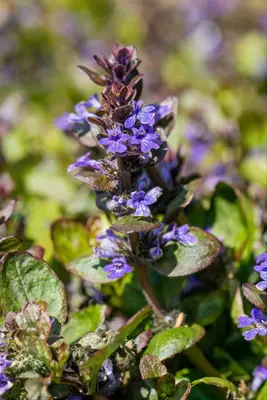 Ajuga reptans 'Catlin's Giant' (Kruipend zenegroen) - afbeelding 5