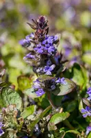 Ajuga reptans 'Catlin's Giant' (Kruipend zenegroen) - afbeelding 5