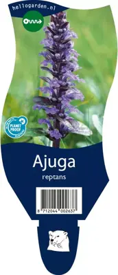 Ajuga reptans (Kruipend zenegroen) - afbeelding 1